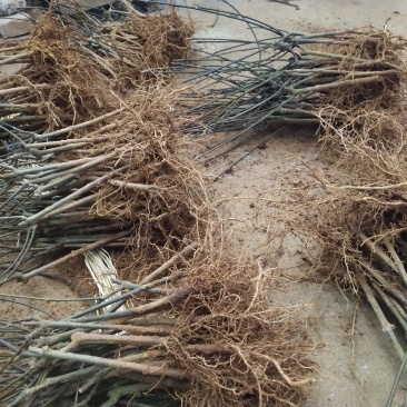 基地直销吴茱萸树苗，正宗江西中花吴茱萸扦插苗吴茱萸枝条
