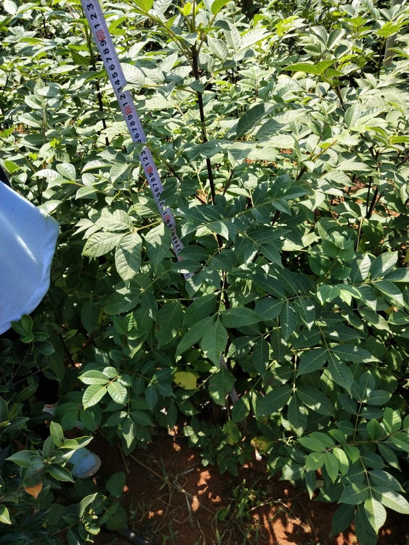 基地直销吴茱萸树苗，正宗江西中花吴茱萸扦插苗吴茱萸枝条