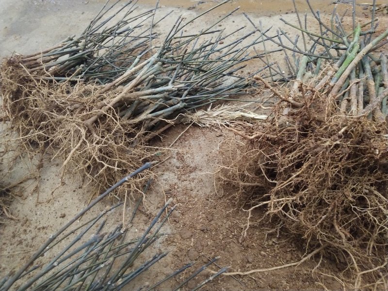 基地直销吴茱萸树苗，正宗江西中花吴茱萸扦插苗吴茱萸枝条