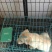 血统拉布拉多犬一手繁殖货源
