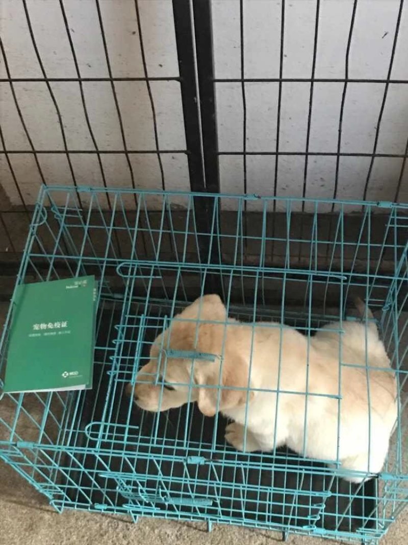 血统拉布拉多犬一手繁殖货源