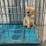 血统拉布拉多犬一手繁殖货源