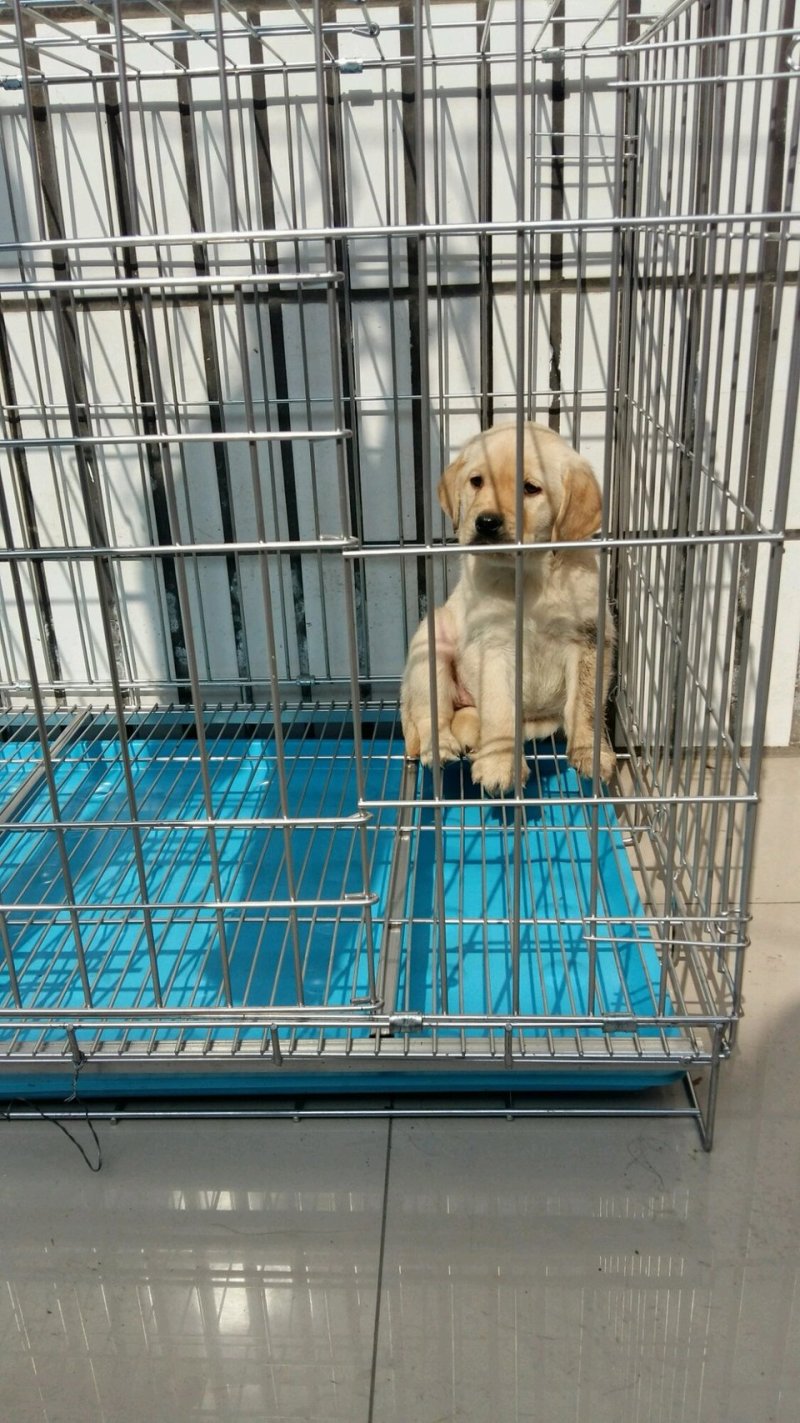 血统拉布拉多犬一手繁殖货源