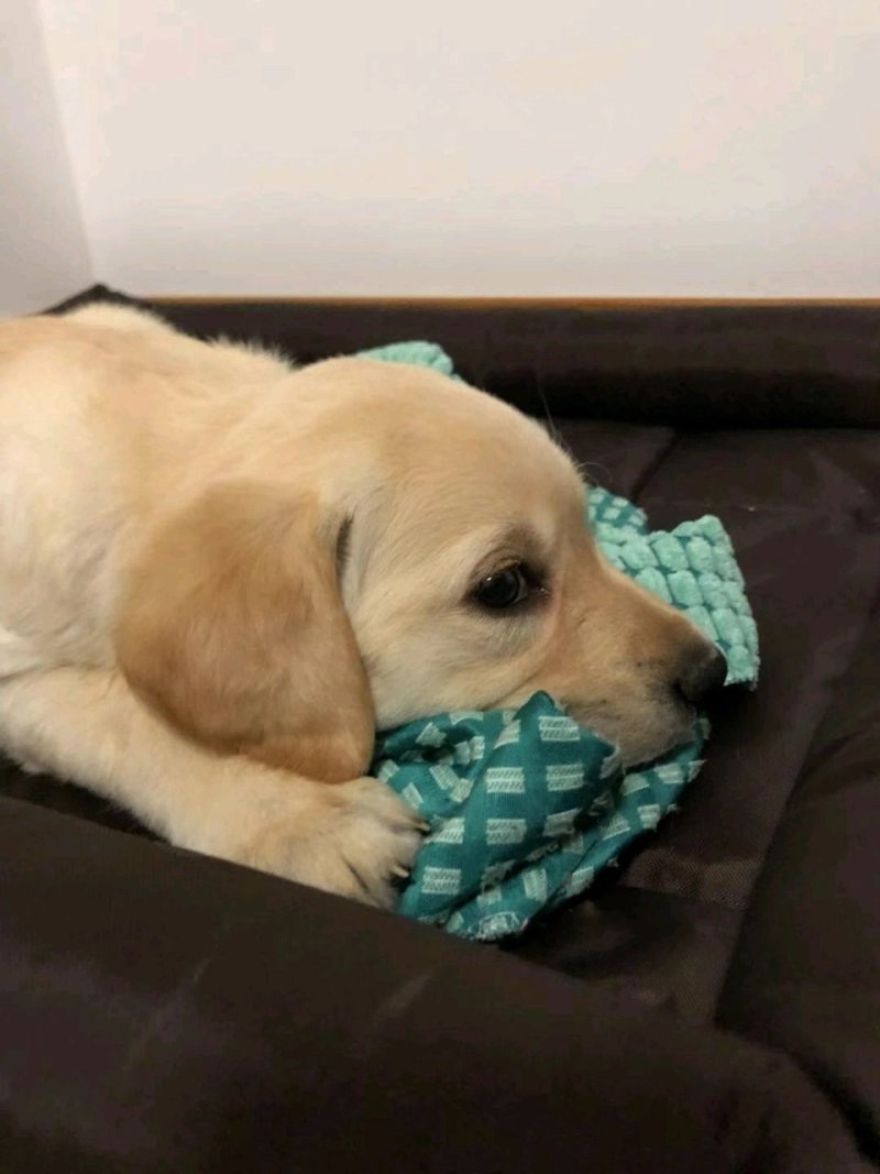 血统拉布拉多犬一手繁殖货源