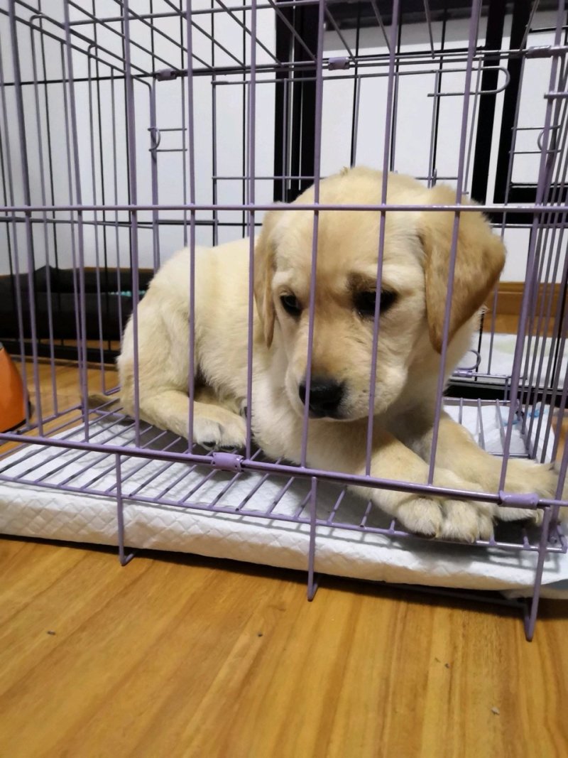 血统拉布拉多犬一手繁殖货源