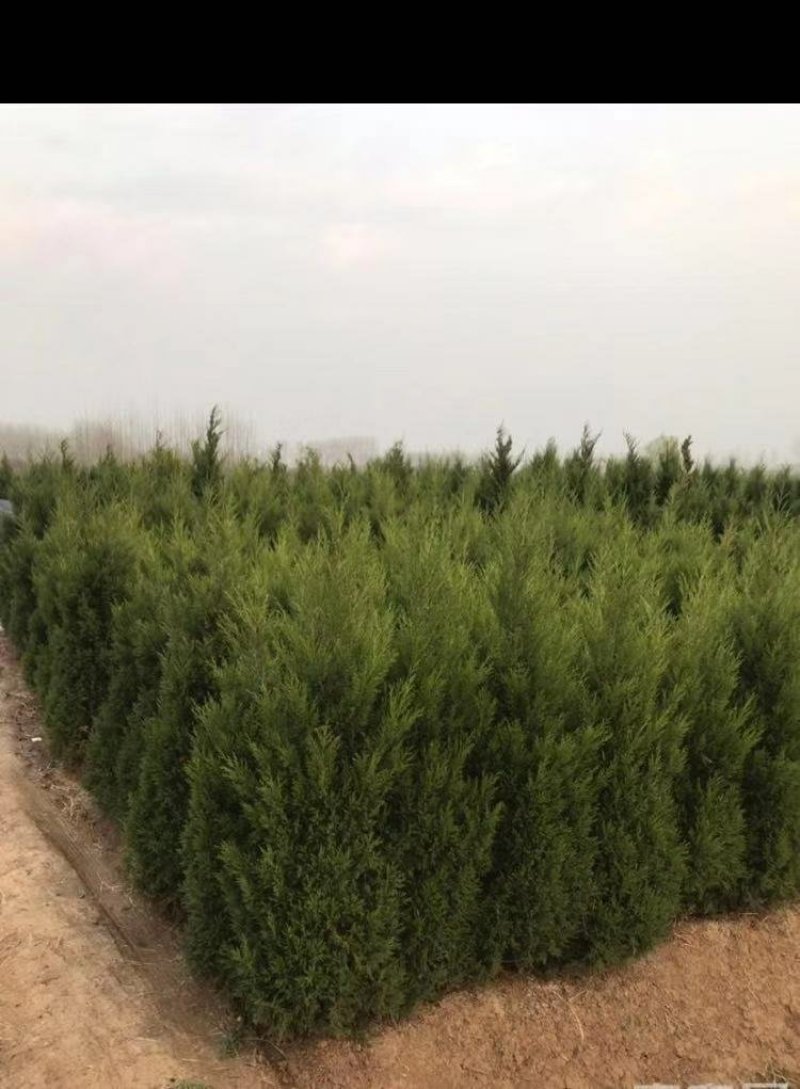 侧柏各种规格现货供给