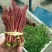 精品香椿芽，红油香椿，香椿苗