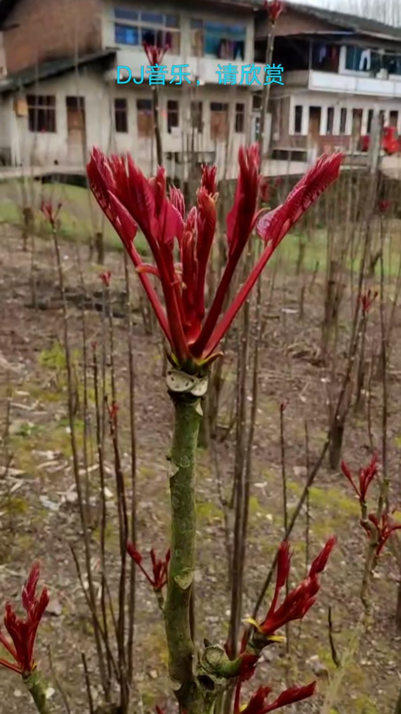 精品香椿芽，红油香椿，香椿苗
