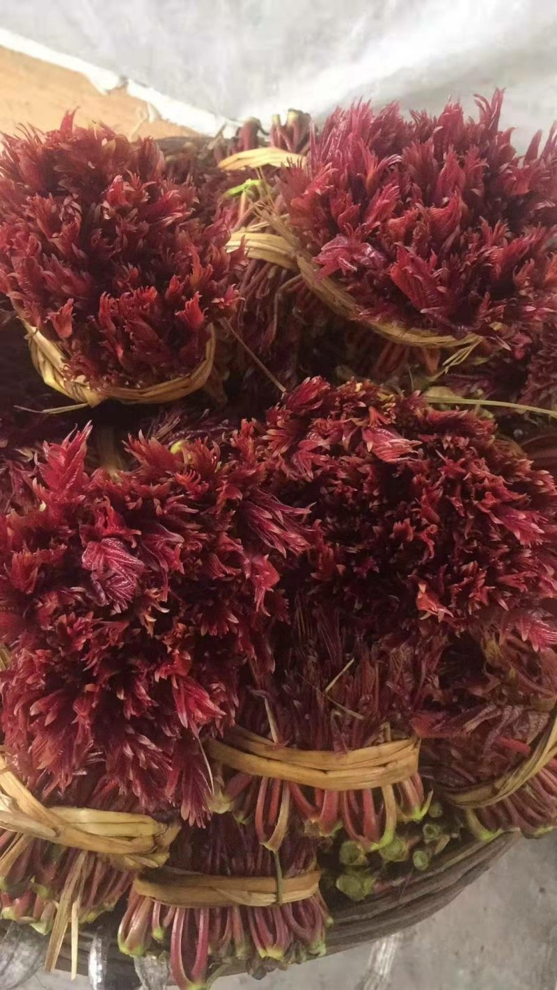 精品香椿芽，红油香椿，香椿苗