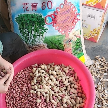 花育60，平均亩产1200斤，具有1500斤以上的高产潜