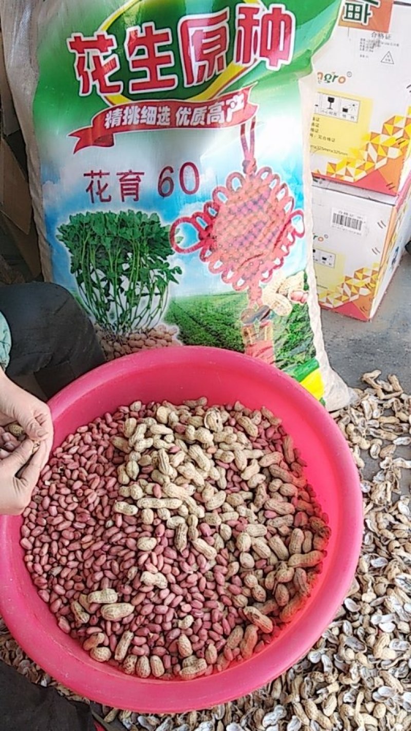花育60，平均亩产1200斤，具有1500斤以上的高产潜