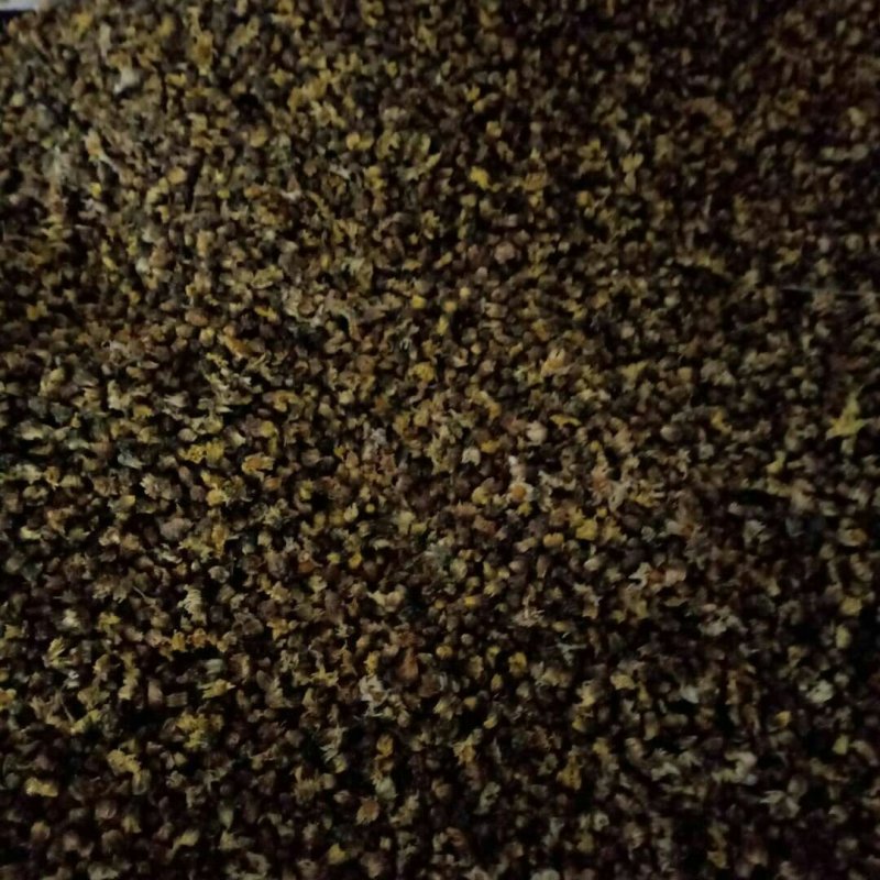 杭白菊