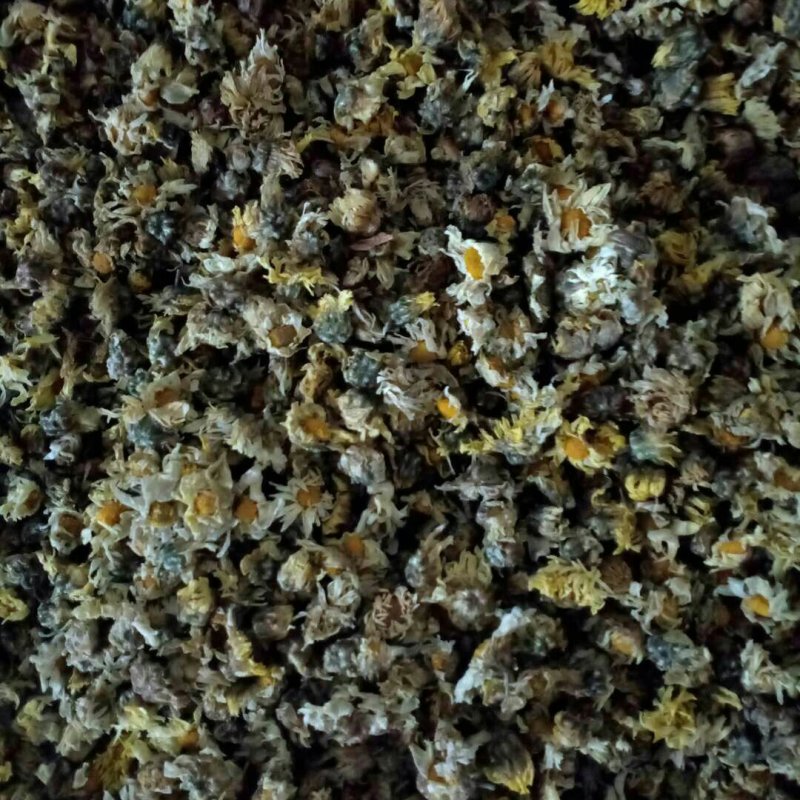 杭白菊