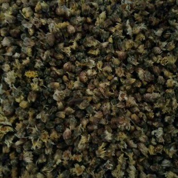 杭白菊