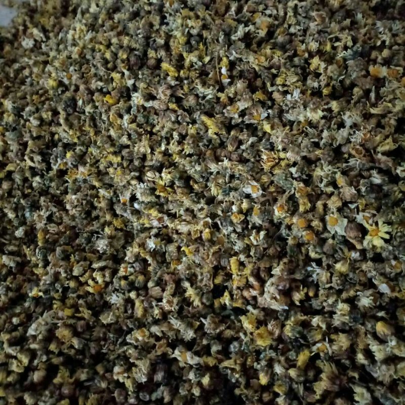 杭白菊