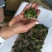 大量供应黑斑蛙蝌蚪苗