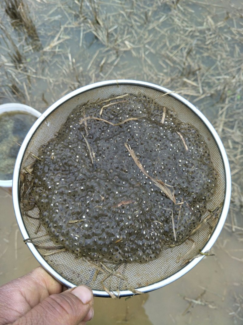 大量供应黑斑蛙蝌蚪苗