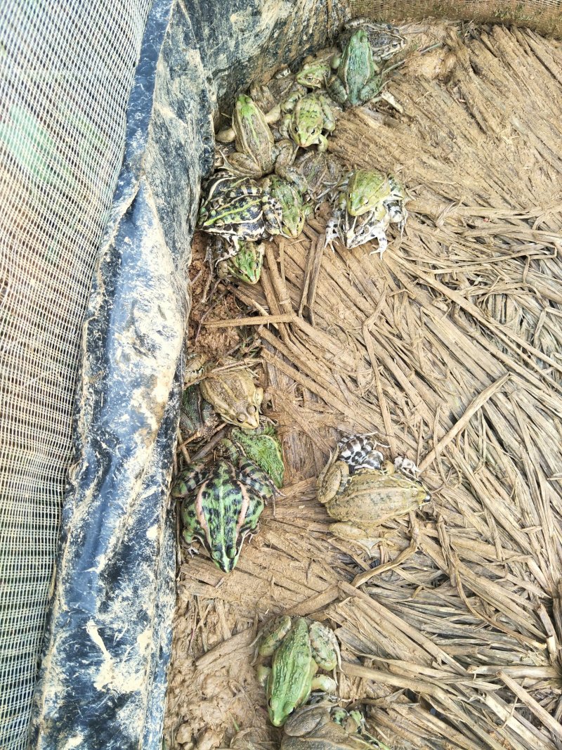 大量供应黑斑蛙蝌蚪苗