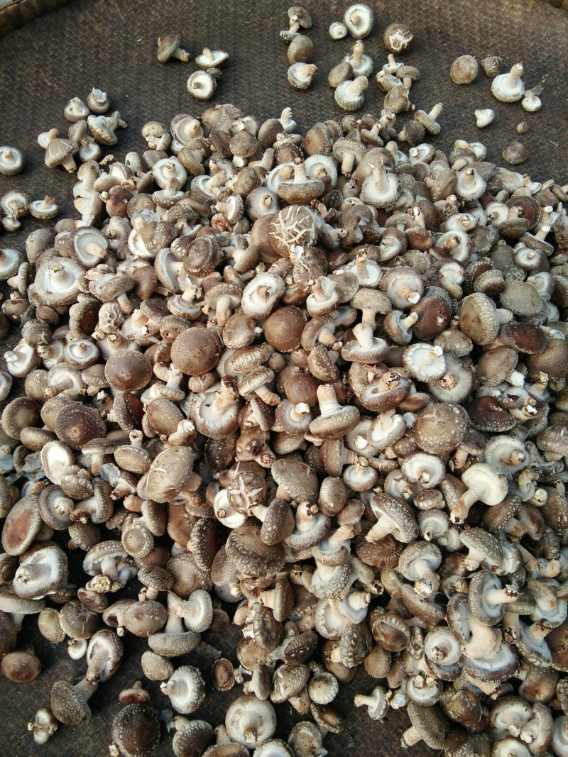 河南内乡春栽天然鲜菇现货大量供应，品质保证