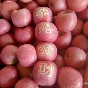 纸袋苹果☞山区货源☞色泽鲜艳☞山东红富士苹果产地直销