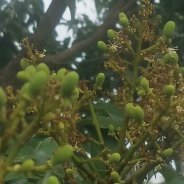 荔枝