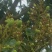 荔枝