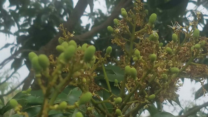 荔枝