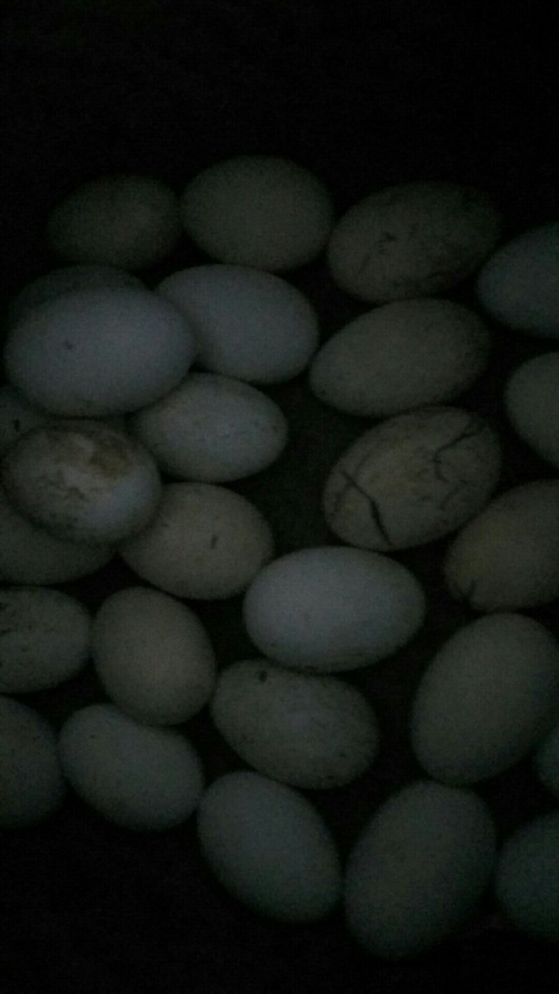 鹅蛋吃的好，去毒去烦恼