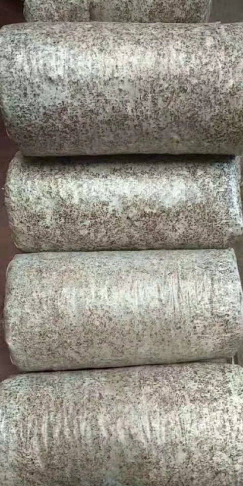 包邮木耳菌种椴木黑木耳菌种种木头上的
