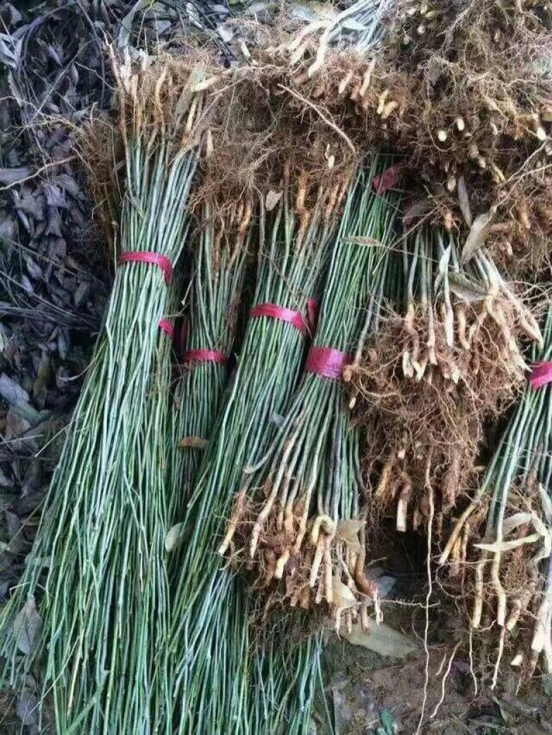 无患子小苗，出售3-10公分