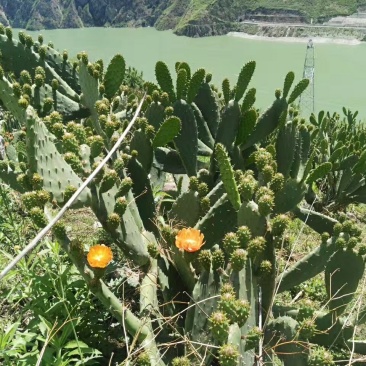 仙人掌