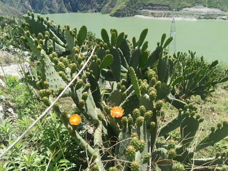 仙人掌
