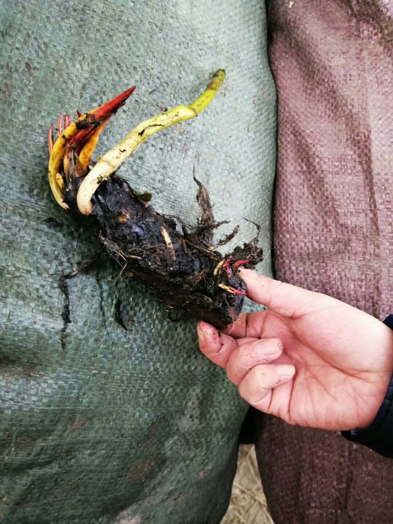 荷花睡莲芦苇