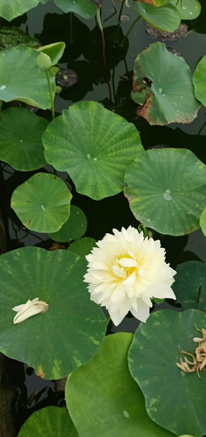 荷花睡莲芦苇