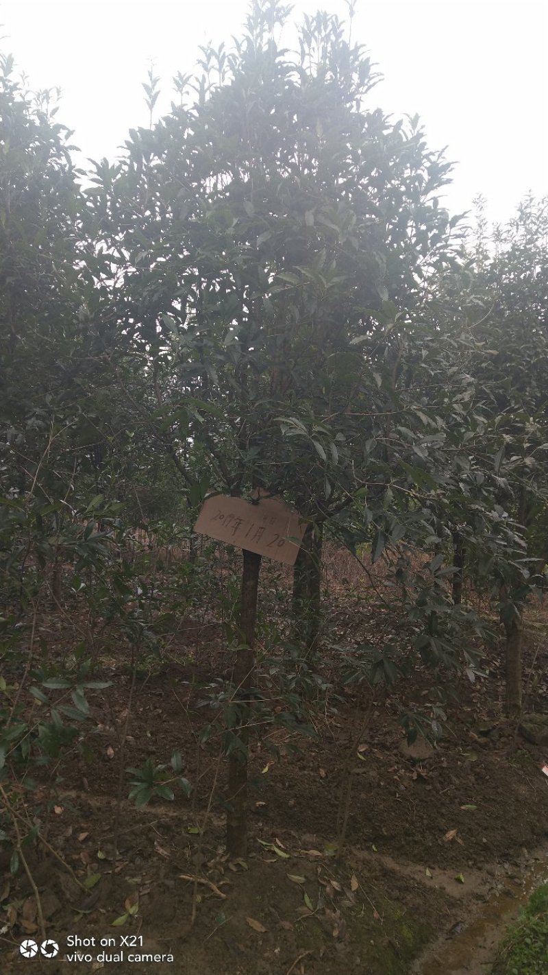 八月桂赌征收占地树8一15公分，大量出售
