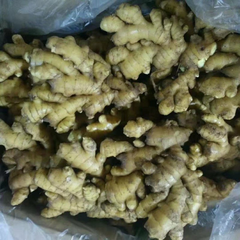 生姜☞姜块厚重☞色泽鲜黄☞山东优质窖藏生姜产地供货