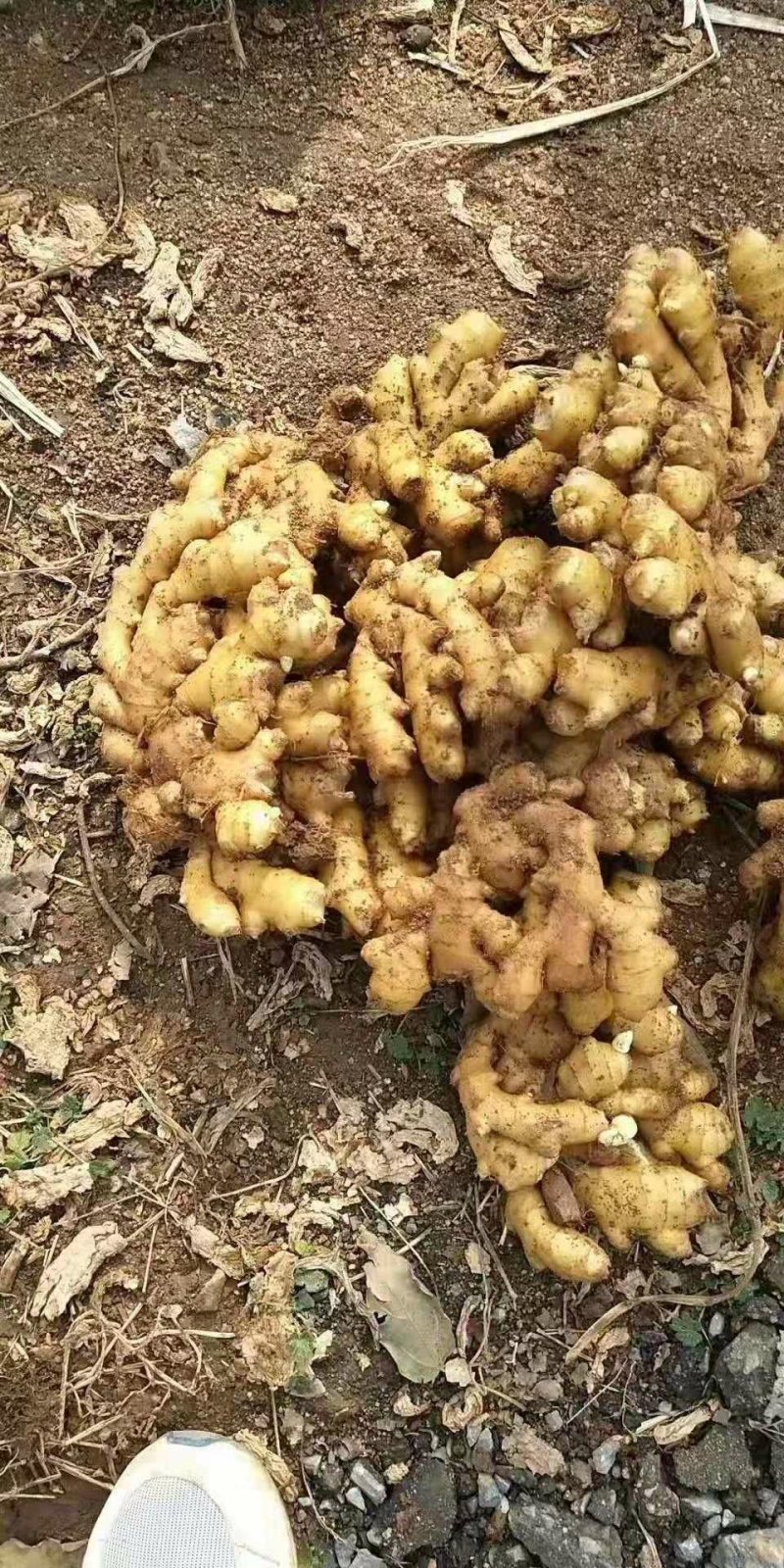 生姜☞姜块厚重☞色泽鲜黄☞山东优质窖藏生姜产地供货