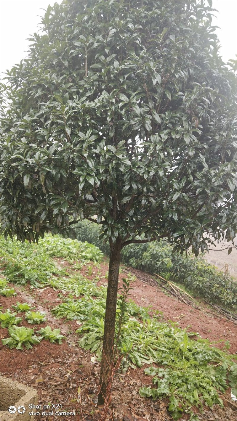八月桂赌征收占地树8一15公分，大量出售