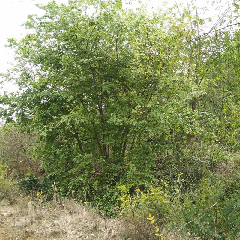 朴树，25-50