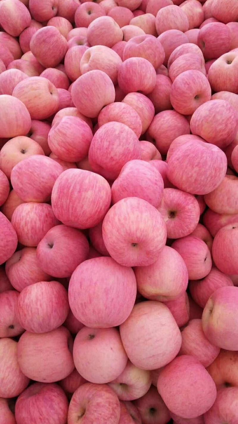 【红富士苹果】果园直采一手货源真实报价商超品质