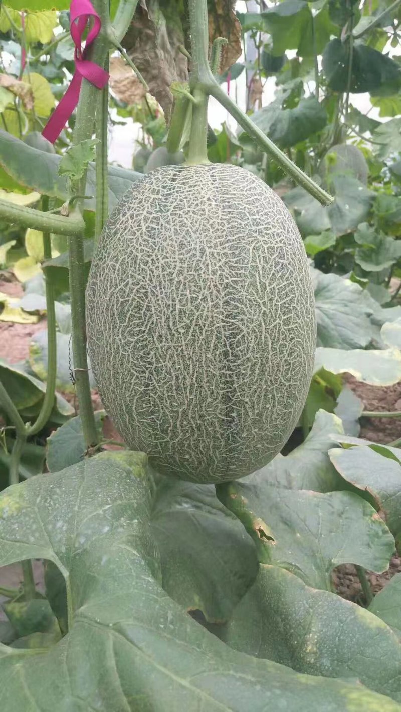 西州蜜25，抗裂，一手货源
