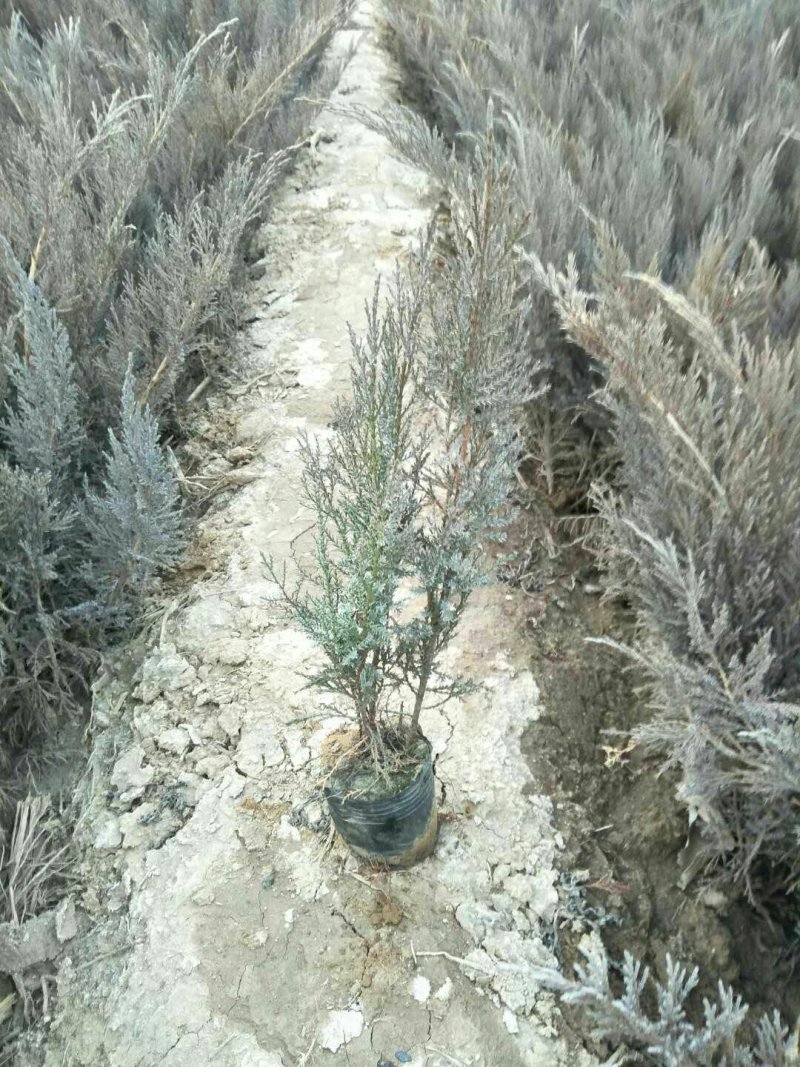 大量供应，40-60公分沙地柏，营养钵沙地柏