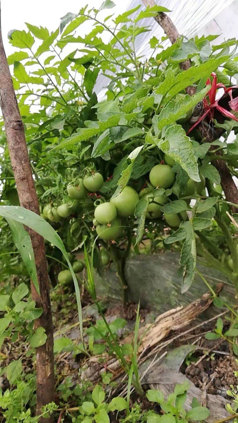 现货番茄苗西红柿苗粉红硬红大红水果番茄