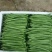 精品云南四季豆（小金豆）！一手货源！全国代发！品质保证。