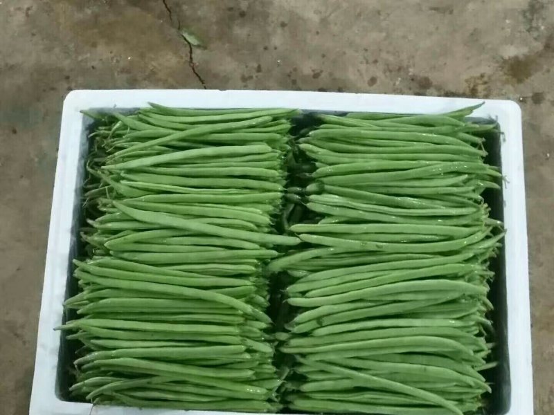 精品云南四季豆（小金豆）！一手货源！全国代发！品质保证。