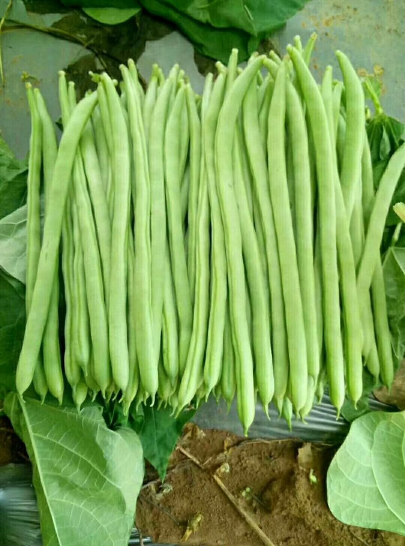 精品云南四季豆（小金豆）！一手货源！全国代发！品质保证。