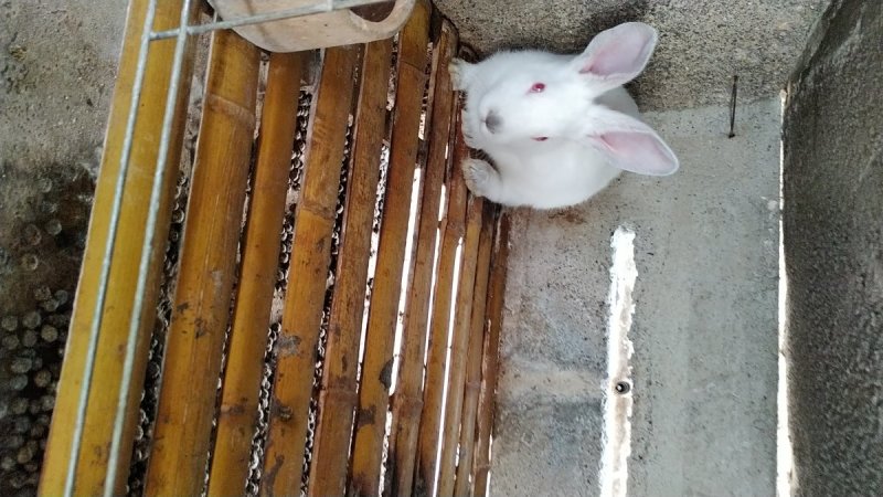 伊拉兔