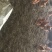 鸡