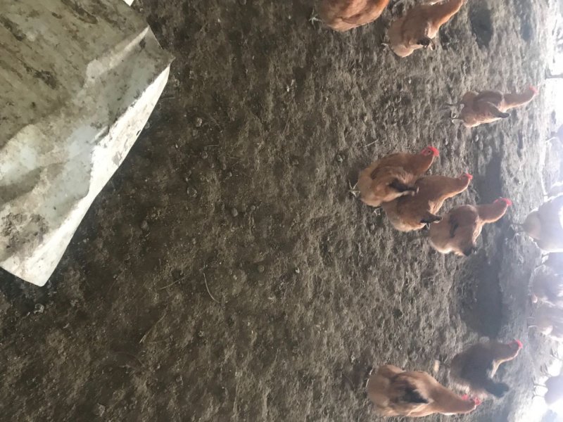 鸡