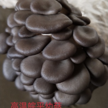 高温审定品种，‘高温皖平’及高温灰色‘伏99’母种，原种
